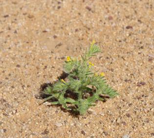 Whole plant