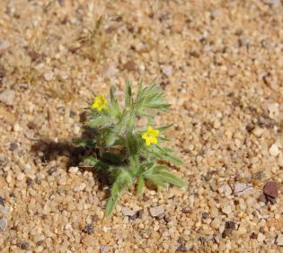 Arnebia hispidissima flower