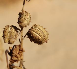 Ricinus communis fruits
