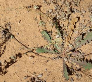 Whole plant