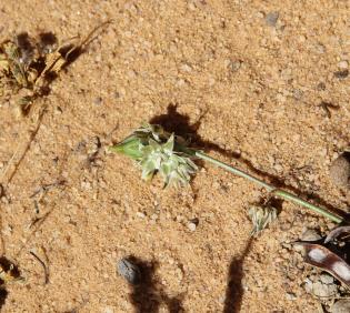 Launaea capitata flowers
