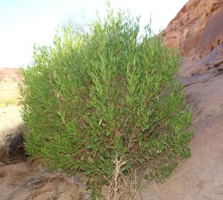 Whole plant