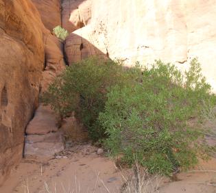 Whole plant
