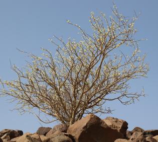 Whole plant