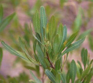Dodonaea viscosa leaves