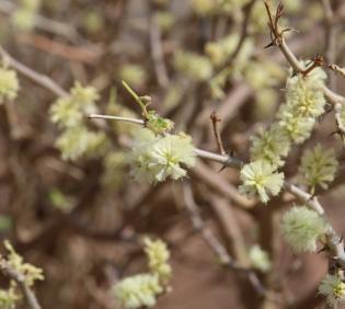 Senegalia hamulosa flowers