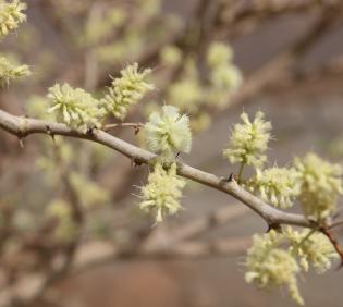 Senegalia hamulosa flowers