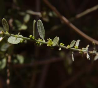 Cebatha pendula flower