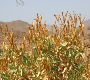 Rhazya stricta fruits