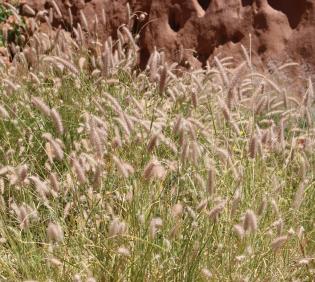 Whole plant