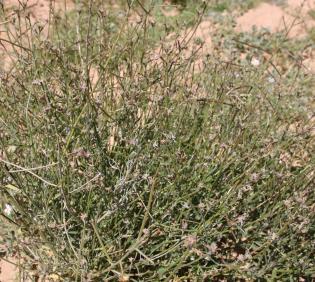Whole plant