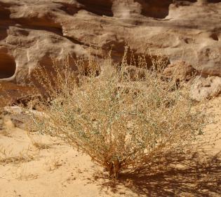 Whole plant