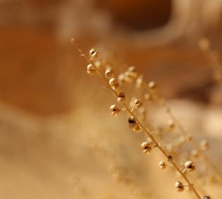 Scrophularia hypericifolia fruits
