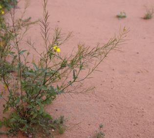 Whole plant