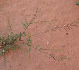 Whole plant