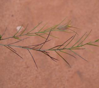 Sisymbrium erysimoides fruits