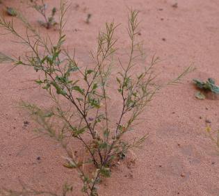 Whole plant