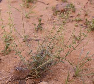 Whole plant