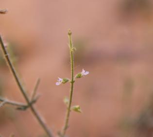 Salvia aegyptiaca flowers
