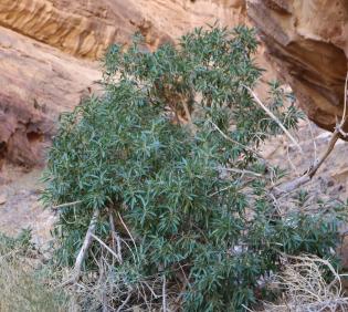 Whole plant