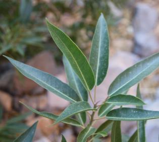 Ficus salicifolia leaves