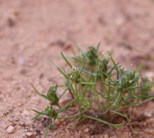 Whole plant
