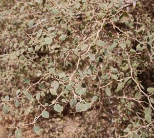 Ziziphus nummularia leaves