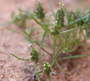 Plantago maris-mortui flowers