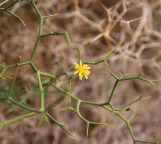 Launaea spinosa flower