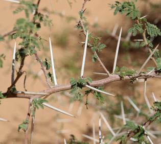 Vachellia gerrardi leaves