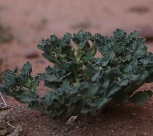 Whole plant