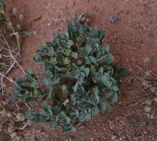 Whole plant
