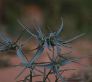 Euphorbia retusa leaves