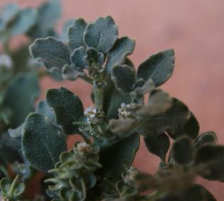 Leaves, flowers and fruits of Anastatica hierochuntica