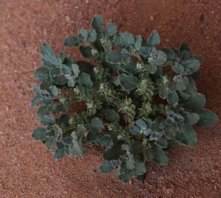 Whole plant