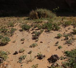 Anastatica hierochuntica and its surroundings