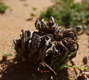 Dried Anastatica hierochuntica