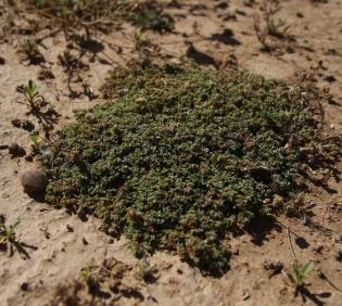 Whole plant