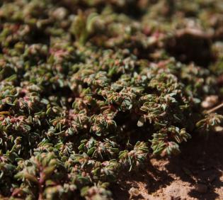 Euphorbia granulata flowers and leaves