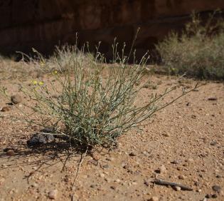 Whole plant