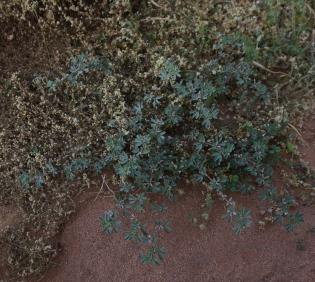 Whole plant