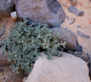 Whole plant