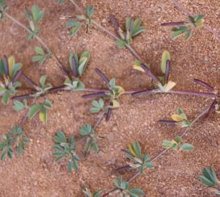 Lotus glinoides fruits