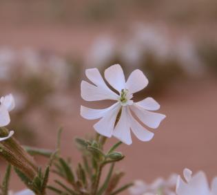 Silene villosa flower