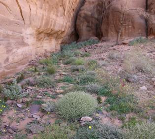 Helianthemum lippii on Sandstone boulder slopes and screes