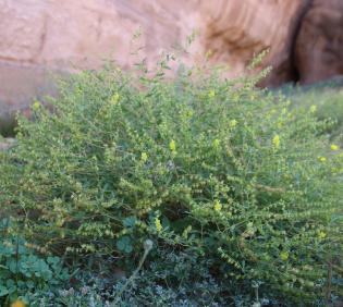 Whole plant
