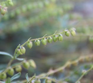 Helianthemum lippii fruits
