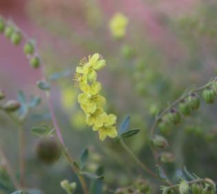 Helianthemum lippii flowers