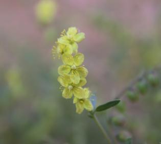 Helianthemum lippii flowers
