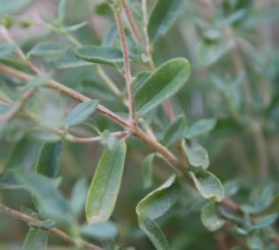 Helianthemum lippii leave